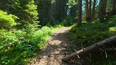 Dappled sunlight filters through tall pine trees. Hiking Trail, Durmitor Vídeos de archivo 342975778