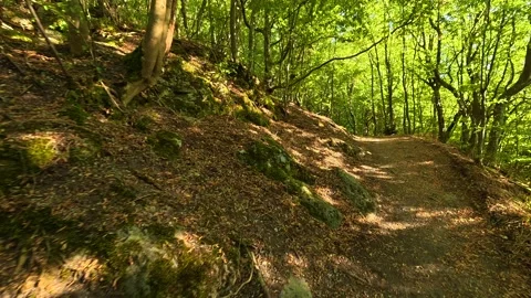 Dappled sunlight filters through tall green trees. Boracki krs Serbia 動画素材 345003684