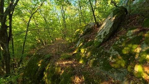 Dappled sunlight filters through tall green trees. Boracki krs Serbia 動画素材 345005320