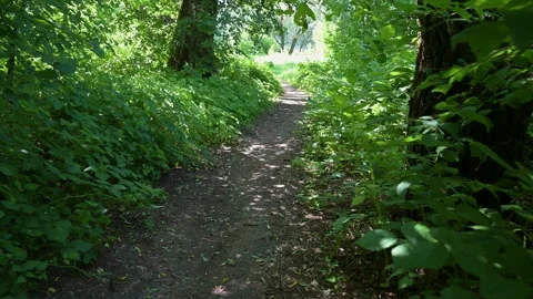Dappled sunlight filters through thick green foliage. Earth path winds gent.. Stock Footage 340040735