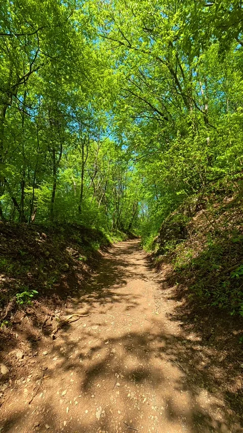 Dappled sunlight filters through verdant canopy. Balkan, Eastern Europe, POV Stock Footage 333634887