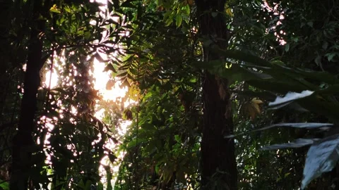 Dappled Sunlight Video stock 282701782