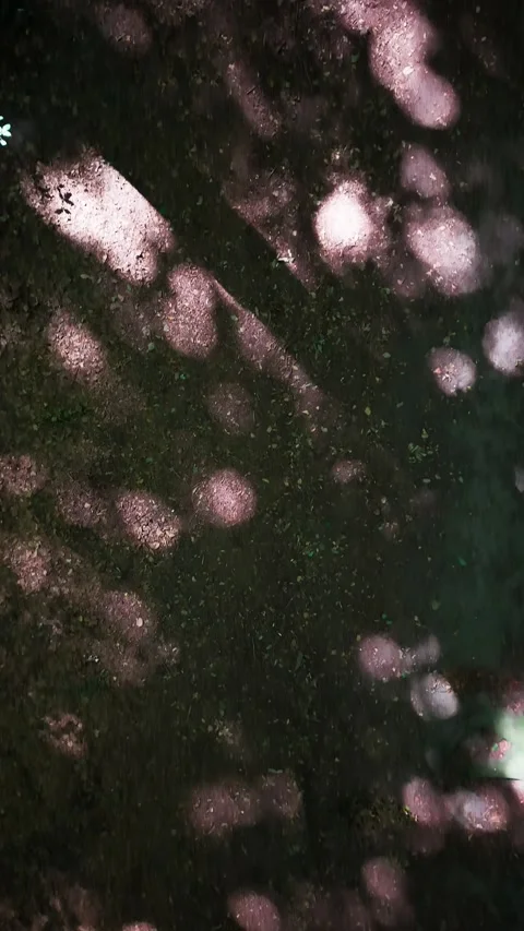 Dappled sunlight on forest floor from above Stock Footage 341864184