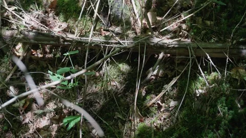 Dappled Sunlight on Forest Floor with Lush Moss, Dry Leaves, and Fallen Branches Stock Footage 336915454