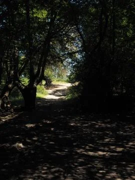 Dappled sunlight on a forest path Foto stock