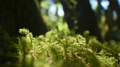 Dappled sunlight on moss Stock Footage