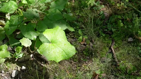 Dappled sunlight moving across forest floor plants Stock Footage 345551023