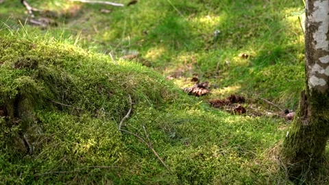 Dappled sunlight moving over forest moss Stock Footage 345550803