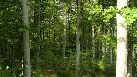 Dappled sunlight moving through green forest trees Stock Footage 343852404