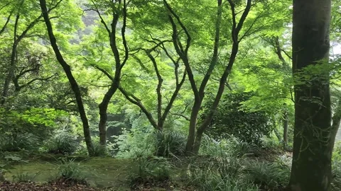 Dappled sunlight penetrates a dense forest 库存影片 337697804