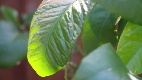 Dappled sunlight shining through Lemon tree leaves Stockbeeldmateriaal 243097327