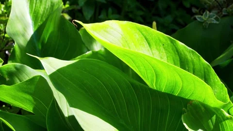 Dappled sunlight shining through lilly leaves 库存影片 243097392