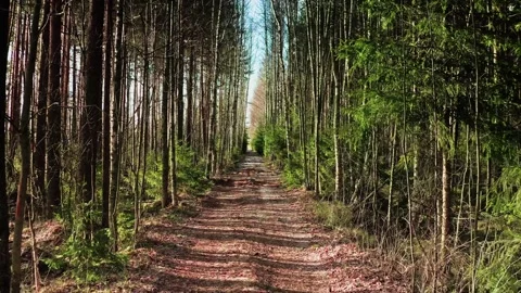 Dappled Sunlight on Snowy Path, Winter Gentle Arrival Amidst Birch Trees. Aerial Stock Footage 257781851