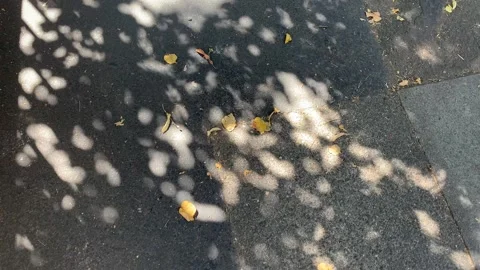 Dappled Sunlight Streaming Through Tree Leaves onto Pavement Below Stock Footage 345076167