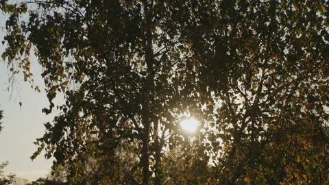 Dappled Sunlight Streams Through Dense Foliage Creating Nostalgic Golden Hour Stock Footage 323775663