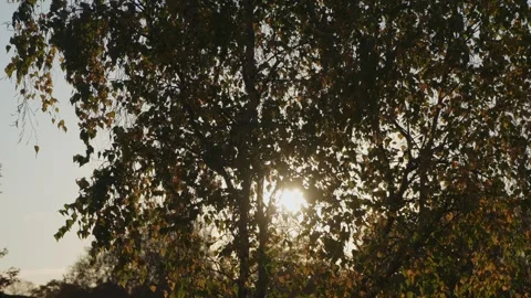 Dappled Sunlight Streams Through Dense Foliage Creating Nostalgic Golden Hour Stock Footage 323775700