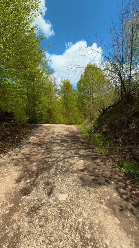 Dappled sunlight streams through green canopy. Tupavica area, Vertical Stock Footage 335946922