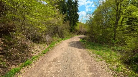 Dappled sunlight streams through young green canopy. Near Tupavica Waterfall Stock Footage 335532091