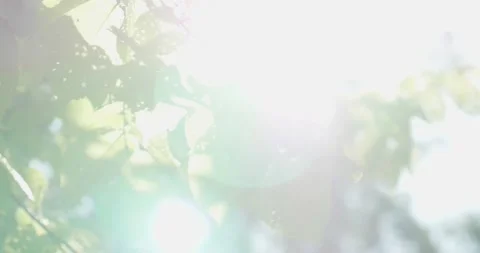 Dappled sunlight through bright green leaves Video stock 130683443