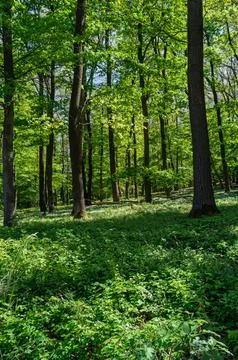 Dappled Sunlight Through Forest Trees Stock Photos