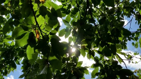 Dappled Sunlight Through Tree Leaves Blue Sky 4k60 Stock Footage 143002457