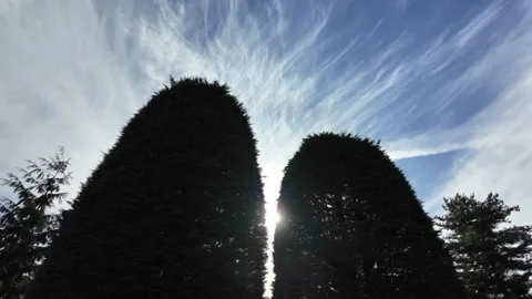 Dappled Sunlight: Through Verdant Canopies and Beneath Dreamy Skies Stock Footage 286720471