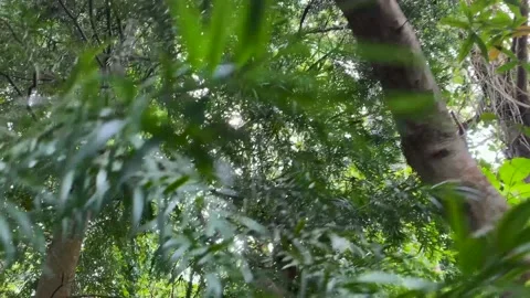 Dappled sunlight on a wintery day in a forest Stock Footage 168833486