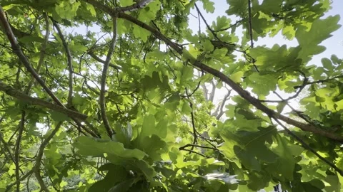 Dappled sunshine through dense oak tree canopy Vídeos de archivo 334760198