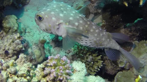 Dappled Swimmer an Enigmatic Ocean Explorer in Crystal Depths Stock Footage 327295605