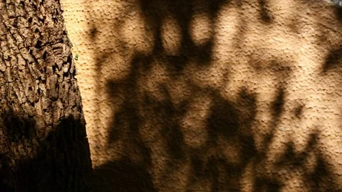 Dappled tree shadow pattern on textured cream stucco wall beside rough tree bark Stock Footage 346377728