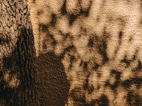 Dappled tree shadow pattern on textured cream stucco wall beside rough tree.. Stock Photos