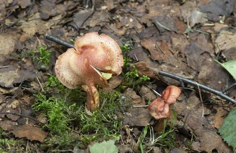 Dappled webcap, Cortinarius bolaris Stock-Fotos