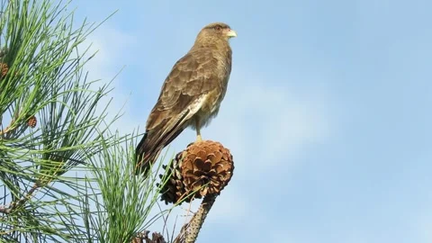 Daptrius Chimango Scavenger Bird perched on a pine fruit. FullHD 60 fps Cop.. Stock Footage 302309506