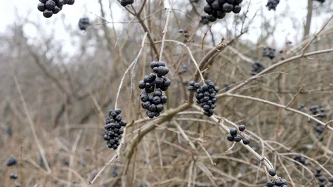 Dar berries in the winter Stock Footage 87259312