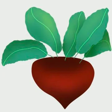 Darck Beet. Isolated vegetables on white background Stock Illustration