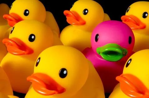 Dare to be different - rubber ducks on black Stock Photos