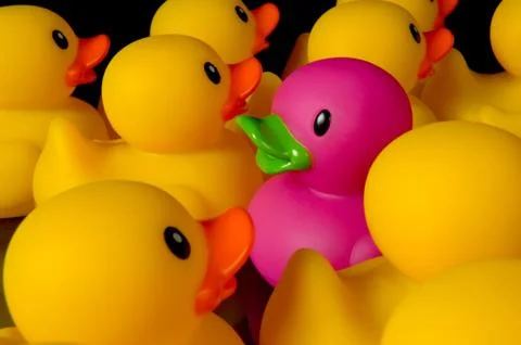 Dare to be different - rubber ducks on black Stock Photos