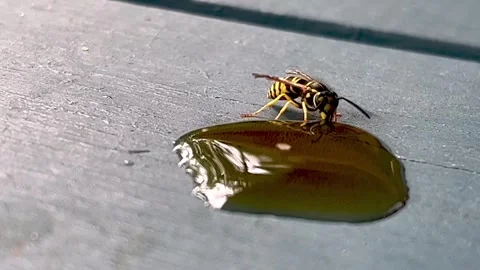 Daring housefly confronts ferocious yellowjacket wasp for cola spill Vídeo Stock 272565336