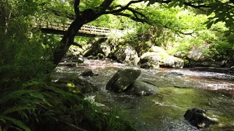 Darius braciulis Stock Footage 133615411