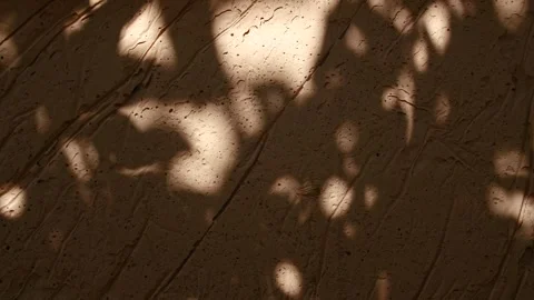 Dark abstract backdround of tree leaves silhouette shadows motion on brown wall Stock Footage 253371930