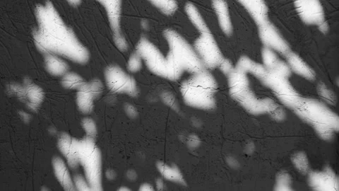 Dark abstract backdround of tree leaves silhouette shadows motion over grey wall Stock Footage 253620444