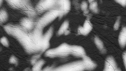Dark abstract backdround of tree leaves silhouette shadows motion over grey wall Stockbeeldmateriaal 255816059