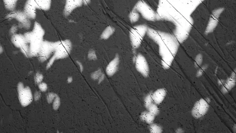 Dark abstract backdround of tree leaves silhouette shadows motion over grey wall Stockbeeldmateriaal 258726523