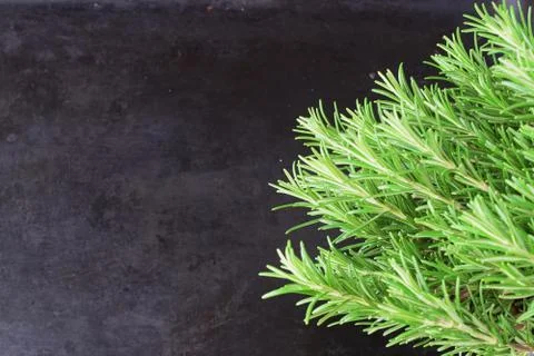 Dark abstract background with a bunch of fresh rosemary aside. Stock Photos