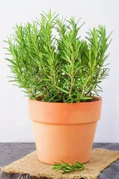 Dark abstract background with a bunch of fresh rosemary aside. Stock Photos