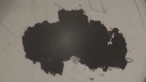 Dark abstract spot Under Microscope 4K Super Magnification Stock Footage 238378220