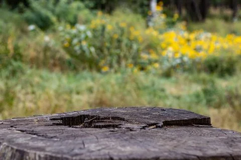 Dark Aged stump of a tree close up on flowers background Stock Photos