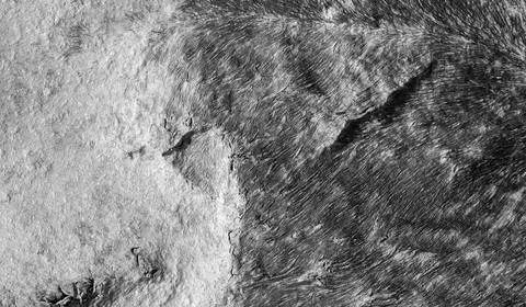 Dark algae border rugged coastal rock with visible cracks, top view. Black .. Stock Photos