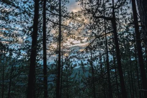A dark Alpine pine forest landscape view during the sunset with the Alps in t Stock Photos