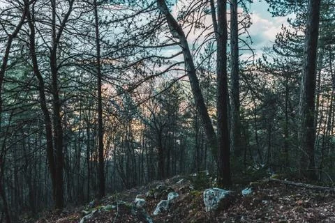 A dark Alpine pine forest landscape view during the sunset with the Alps in t Stock Photos